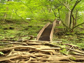 大自然！東京のパワースポット・御岳山で森林浴に癒されよう！