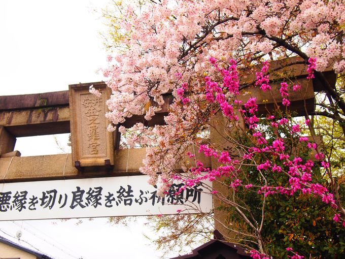 桜が美しい春の京都「安井金比羅宮」悪縁を切り良縁祈願！