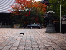 受付猫がいる！見所いっぱい博多「萬行寺」で癒されよう！