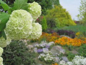 ���i�΂̐�i�ƉԁX�I�т�Α�ÊكC���O���b�V���K�[�f���̋L���T���l�C��