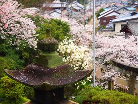 春の桜も美しい伝説の名水の里！滋賀県・醒井宿