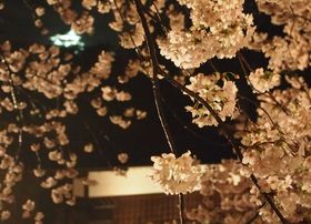 Ί_Ɩ̃R{zIIFũCgAbvv̋LTlC