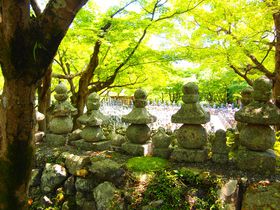 �ĂɃI�X�X���I���s���`�����̓`���E�s�v�c�X�|�b�g�T�I�̋L���T���l�C��