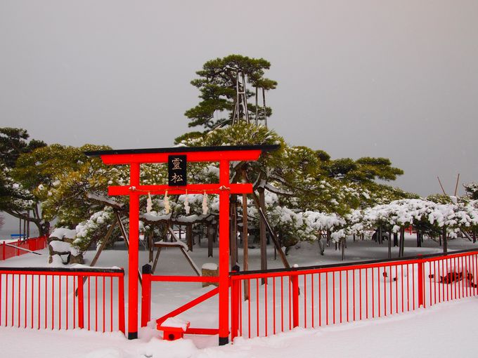 曇天に笑う』モデル地！近江の景勝地「唐崎神社」は雪景色がいい