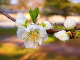 �u���s�䉑�v���t����̉ԃ����[�I���~���瓍�E�ؘ@�E���炫�̍��܂ł̋L���T���l�C��