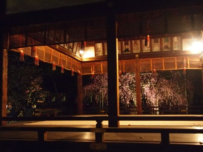 夜も美しい京都 平野神社 桜ライトアップ 多彩な品種 花の共演 京都府 Lineトラベルjp 旅行ガイド