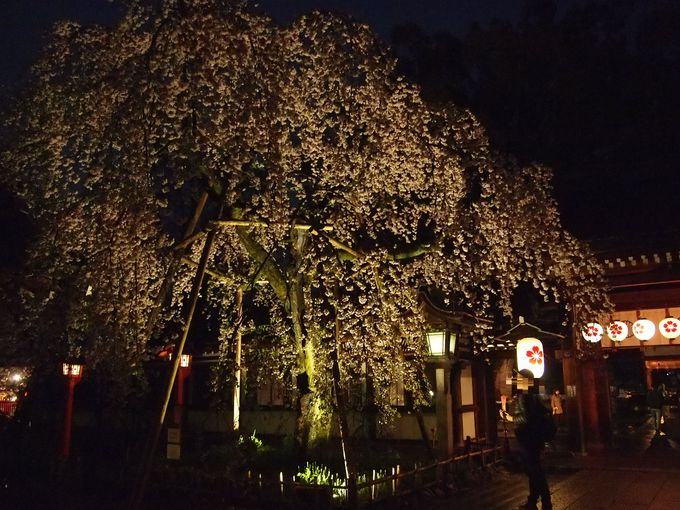 夜も美しい京都 平野神社 桜ライトアップ 多彩な品種 花の共演 京都府 Lineトラベルjp 旅行ガイド