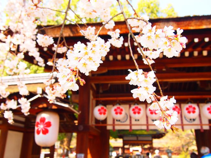 夜も美しい京都 平野神社 桜ライトアップ 多彩な品種 花の共演 京都府 Lineトラベルjp 旅行ガイド