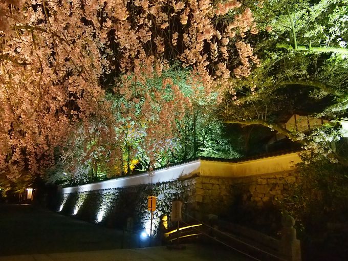 石垣と桜の光景は圧巻！滋賀県「三井寺」春のライトアップ
