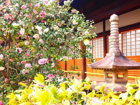 京都｢椿寺・地蔵院」美しい五色八重散椿とあの英雄が眠る墓所