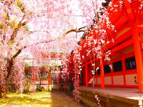 これこそ春！文豪も愛した京都「平安神宮・神苑」の八重紅しだれ桜