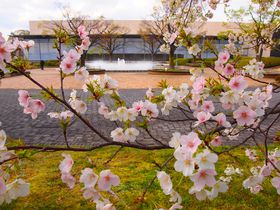 桜とともに眺める庭園も素晴らしい！春の「京都国立博物館」