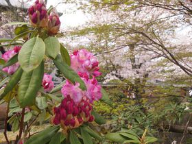 ���ʂȉԁX�Ɛ��ӂ̌��i�I�t�̋��s�u�N�w�̓��v�ԎU���̋L���T���l�C��