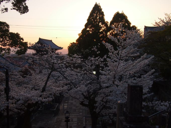 夕日に染まる町並みと桜が美しい！京都「金戒光明寺」