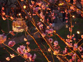 �V���ȋ��̕������I�k��V���{�u�~�����C�g�A�b�v�v�̋L���T���l�C��