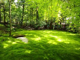 まるで緑のじゅうたん！京都・嵯峨野「野宮神社」苔庭