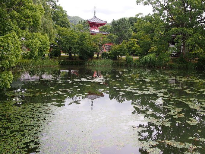 京都嵯峨の大覚寺は「大沢池」の夏の光景が美しい！  京都府 