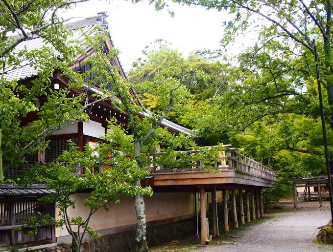 京都嵯峨の大覚寺は「大沢池」の夏の光景が美しい！  京都府 