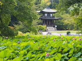 �Ă̗΂ƕX���r�̘@���������I���s�E�R�ȁu���C���v�̋L���T���l�C��