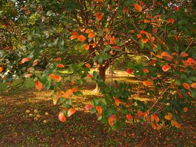 �������H�������I�u���s�䉑�v�̍g�t�őO���̋L���T���l�C��