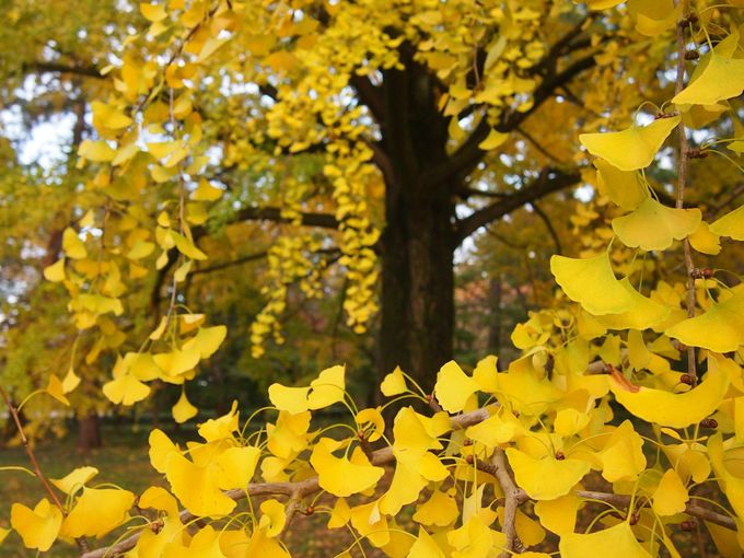 まさに黄金 紅葉の 京都御苑 イチョウの姿は必見 京都府 トラベルjp 旅行ガイド