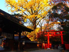 秋の紅葉が美しい京都・下鴨神社 糺の森と河合神社の大イチョウ