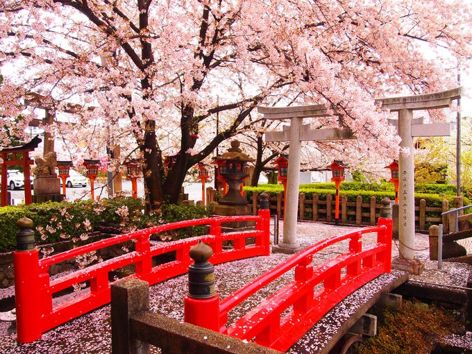 多彩な桜＆桃も楽しめる春の京都「六孫王神社」