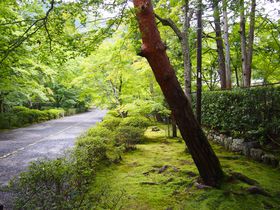 ΓHQIĂ̋sRu񑸉@v̋LTlC