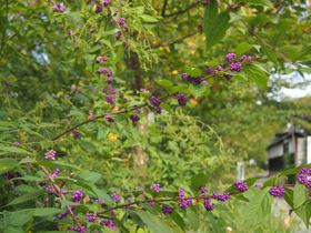 ���H����ӏH�̋��s�u�N�w�̓��v�g�t�Ƒ��ʂȉԁX�̌i�F�̋L���T���l�C��