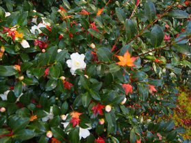 ���s�H�̓��ʌ��J�u��ӎ��v���뉀�̍g�t�ƒւ̉ԁX�̋L���T���l�C��