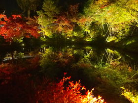 秋の紅葉と絵画特別展も！京都「高台寺」夜間特別拝観