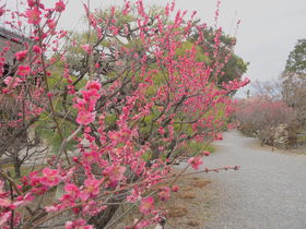 _̔~ւ͕KIt̉ԁXsu~{Ёv̋LTlC