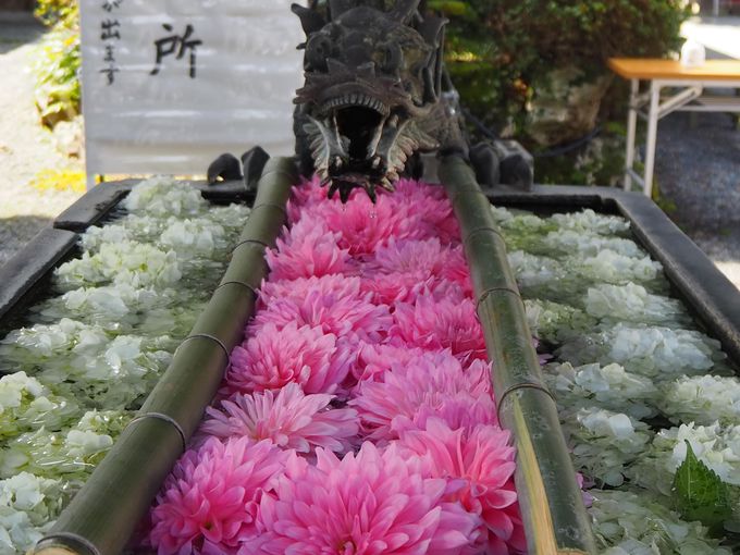 京都で大人気の 花手水 が見たい おすすめスポット5選 京都府 トラベルjp 旅行ガイド