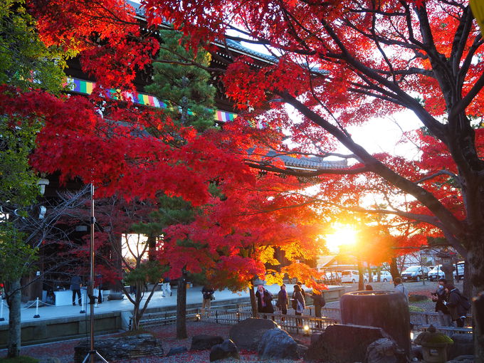 京都 秋の特別公開 金戒光明寺 紅葉の庭園と山門絶景 京都府 トラベルjp 旅行ガイド