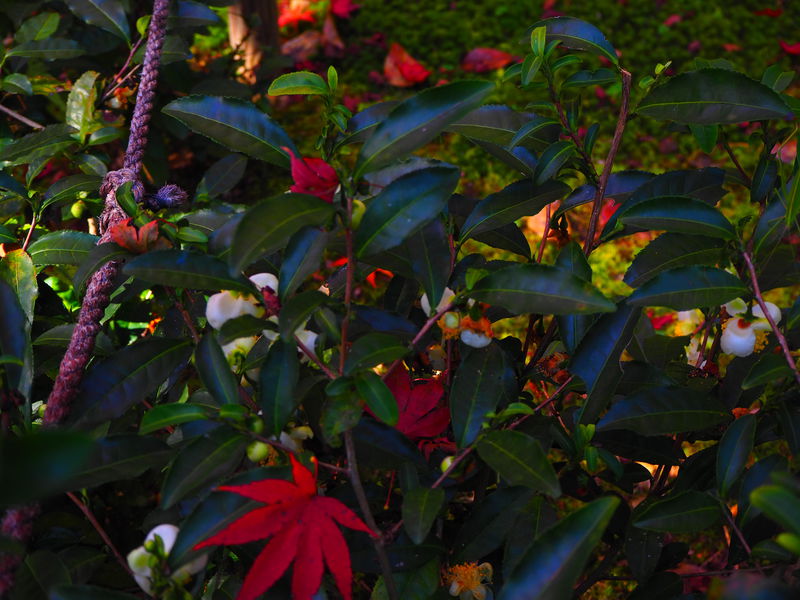 秋の境内を彩る植物たち
