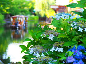 酒蔵や十石舟も！緑と紫陽花が美しい京都・伏見宇治川派流