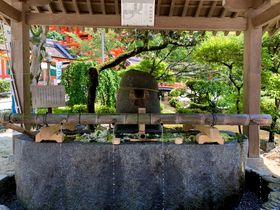 花手水や笹飾りも！京都「上賀茂神社」夏の緑と水辺の涼景