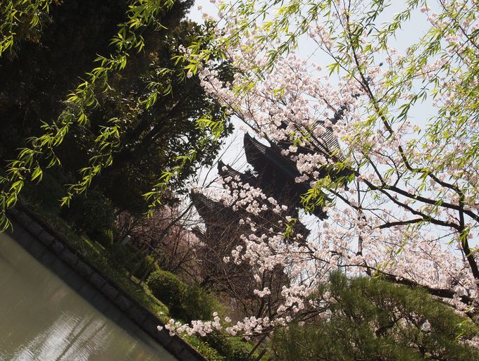 ライトアップも必見 美しすぎる京都の玄関口 東寺 の桜 京都府 トラベルjp 旅行ガイド
