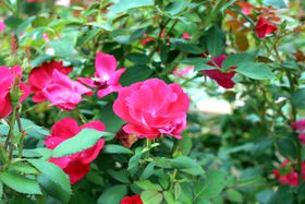 bBU̓ybgƈꏏIp뉀wn[uK[fLx̋LTlC