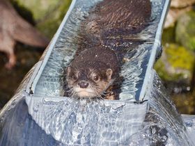 �����͗����J���E�\�I�s��s���A�����̃R�c���J���E�\�����ɉ�ɂ������I�̋L���T���l�C��