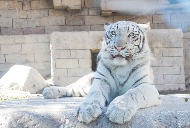 ホワイトタイガーが間近で観られる人気観光スポット「東武動物公園」
