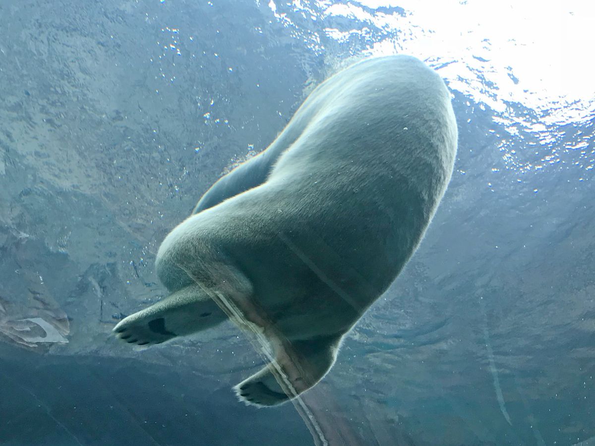 KIŒ̐glŁAzbLNO}ԋ߂Ŋώ@悤