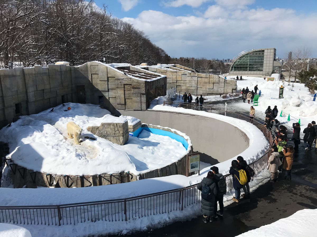 お尻も肉球も見放題 札幌市円山動物園 ホッキョクグマ館 北海道 トラベルjp 旅行ガイド