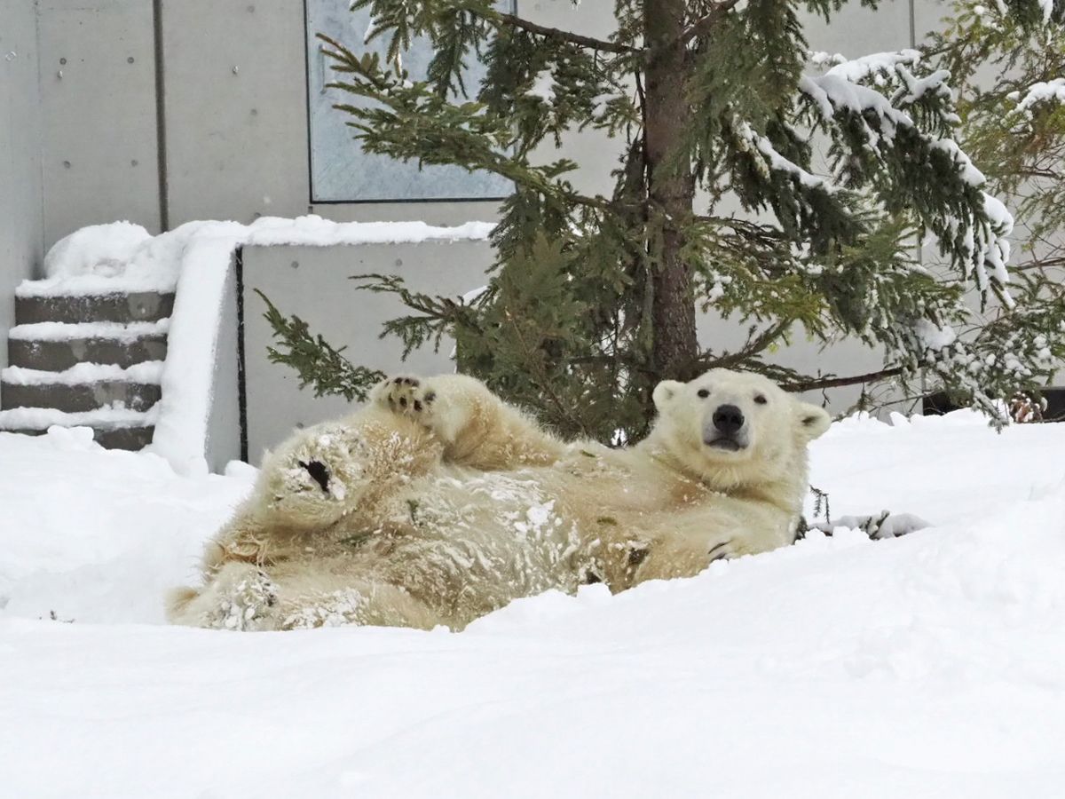 zbLNO}̂т̂тƉ߂鉮OW