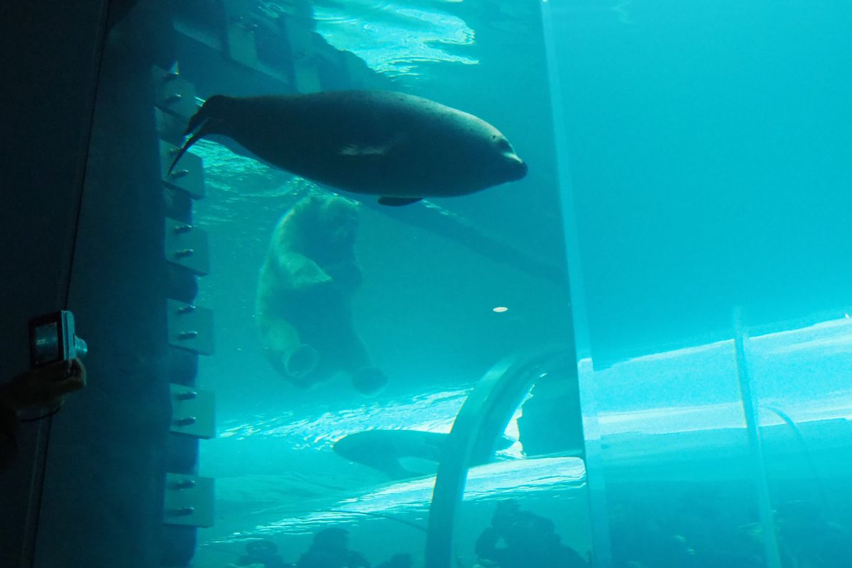 ̖{\Ăъo܂IHN}ƃAUV}ڋ߁II