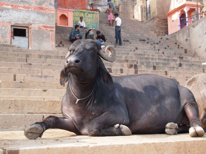 ヒンドゥー教と牛の関係