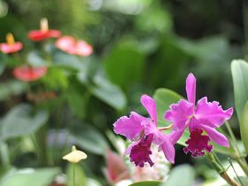 四季折々の素晴らしい花を撮る！大阪「花の文化園」撮影ガイド