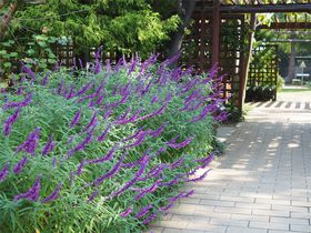 「堺市都市緑化センター」は無料の小さな植物園！