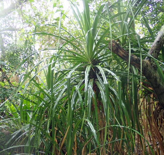 マングローブ林周辺の植物