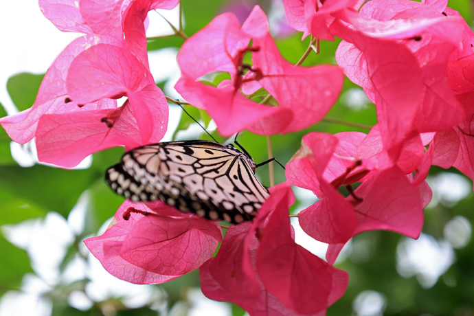 亜熱帯の空気が旅情を誘う！石垣島で野鳥・花・蝶などの自然探勝